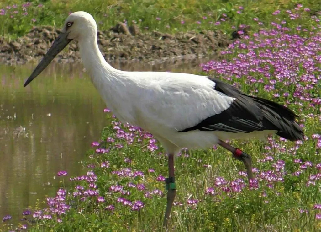 Oriental Stork