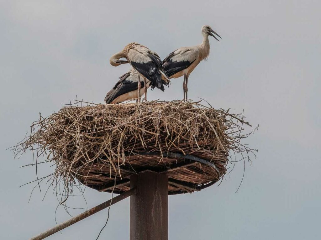 コウノトリ