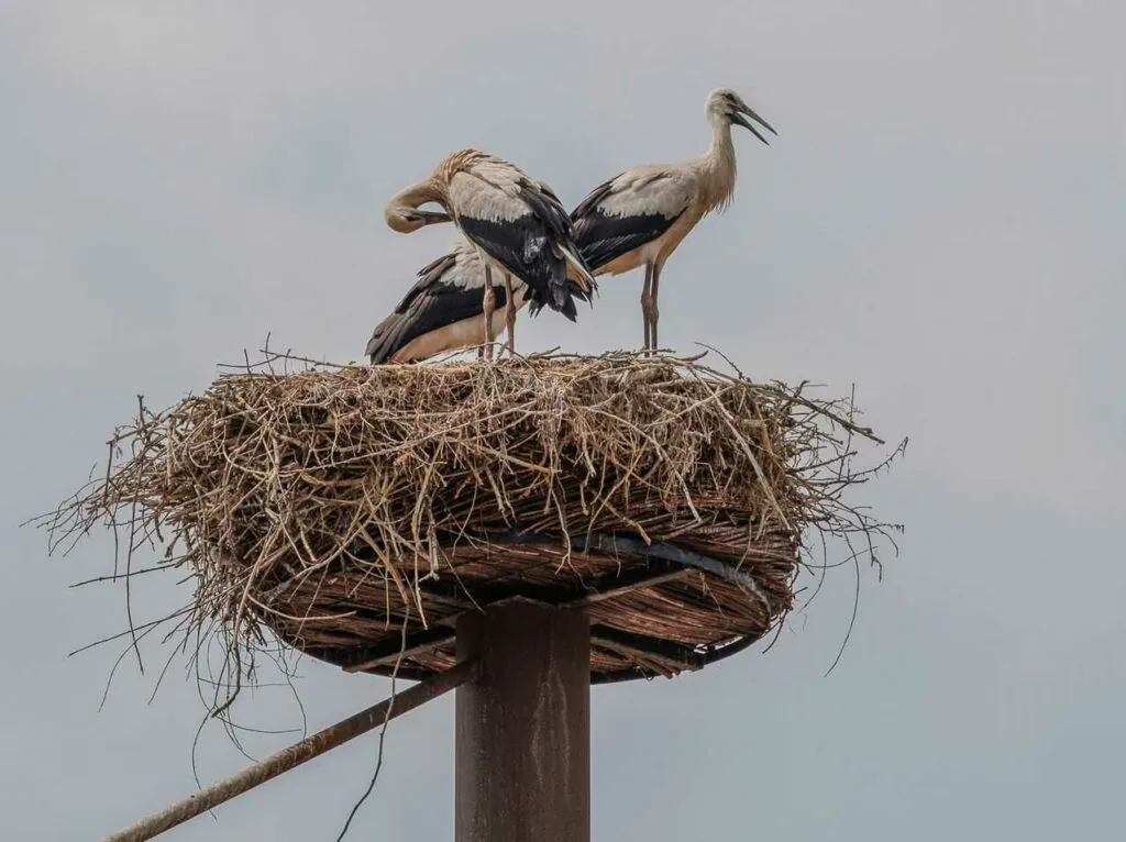 Oriental Stork