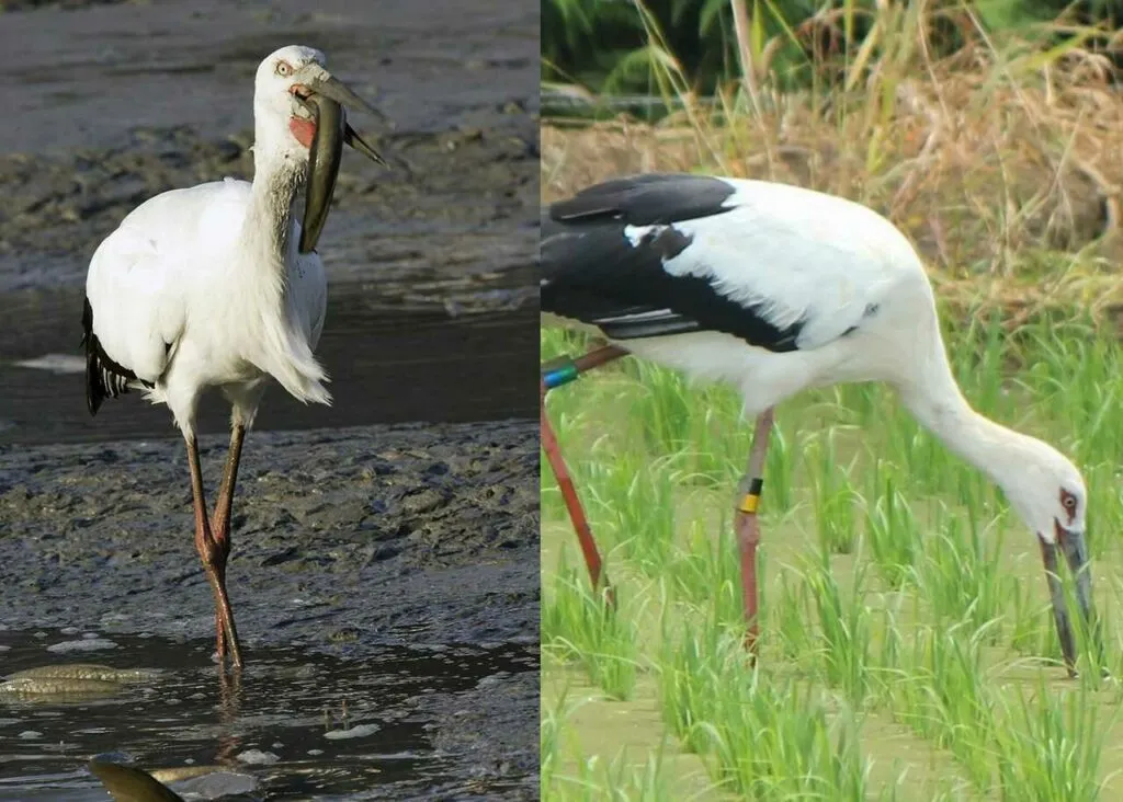 Oriental Stork