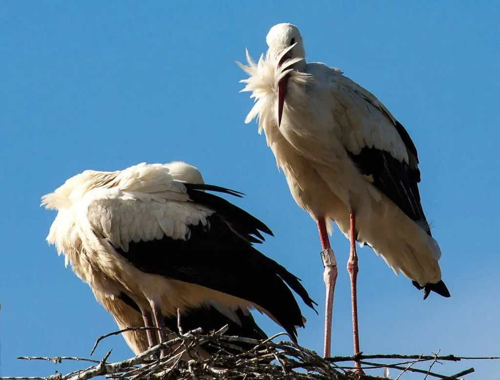 Oriental Stork