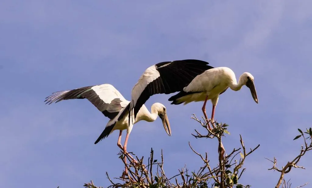 Oriental Stork