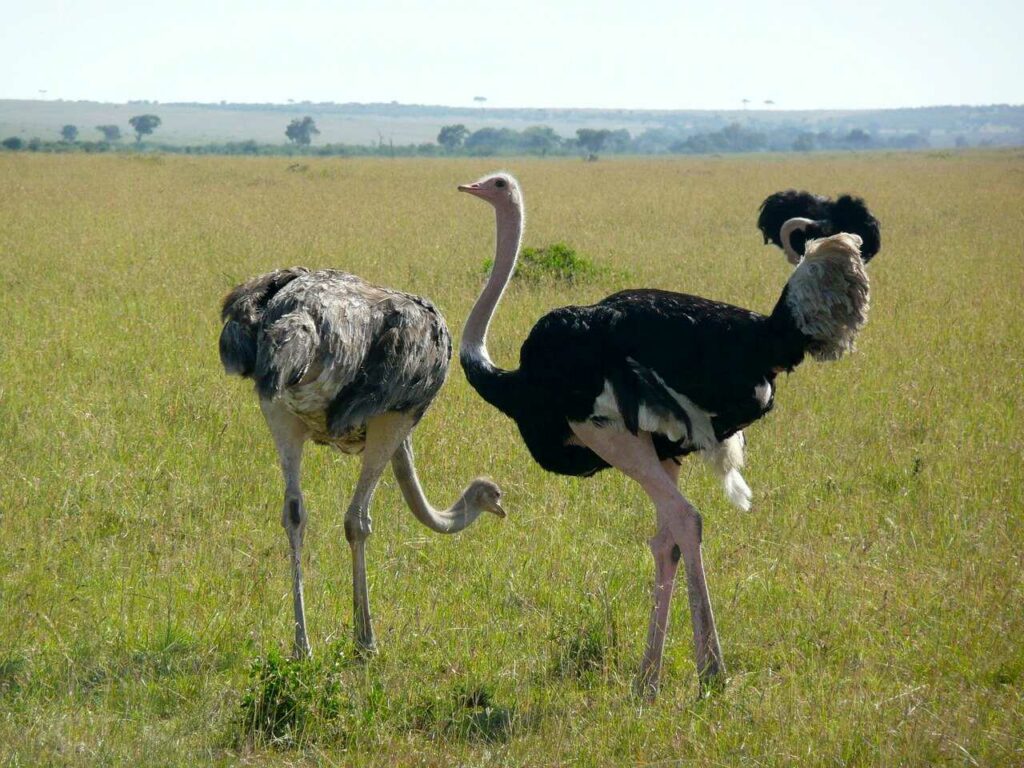 Ostrich