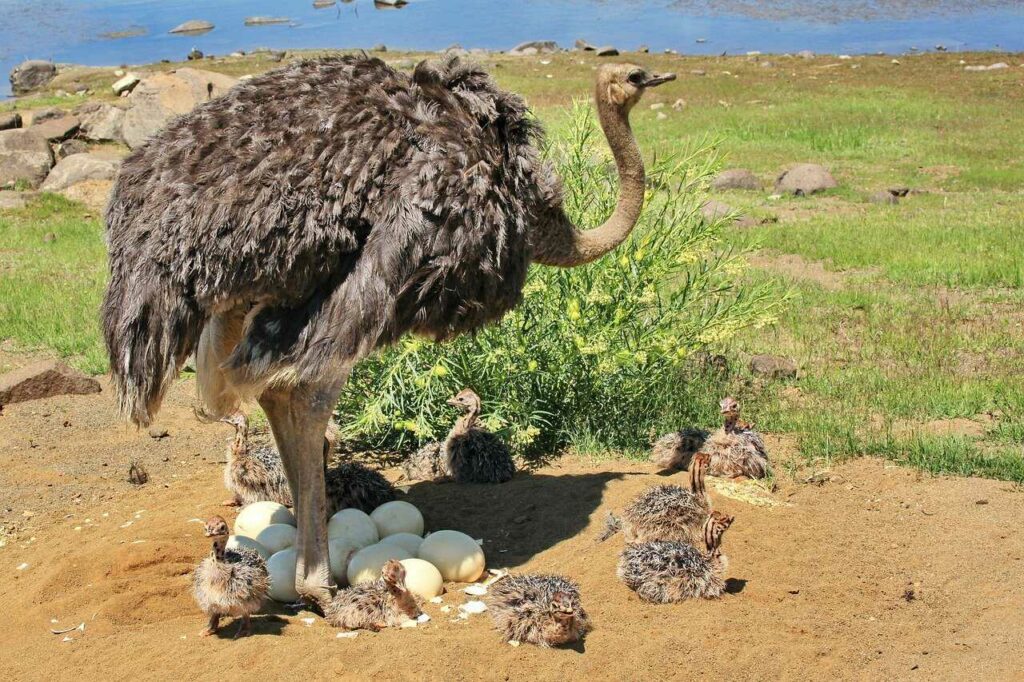 Ostrich