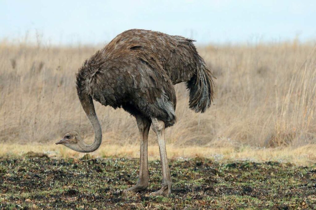 Ostrich