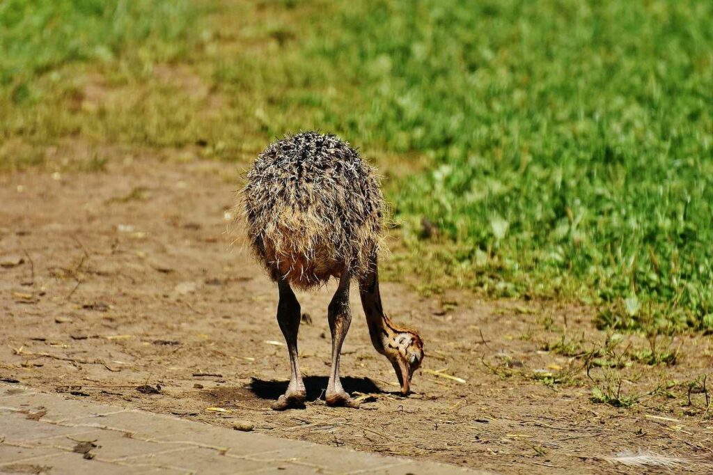 Ostrich