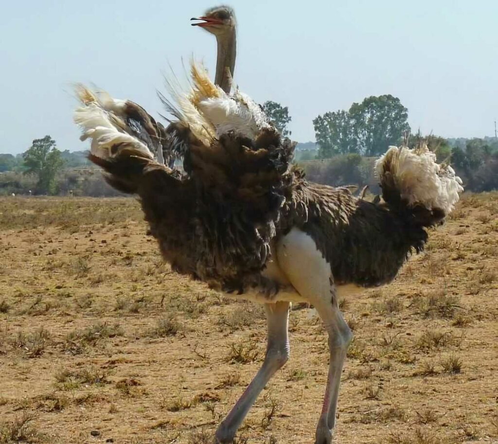 Ostrich