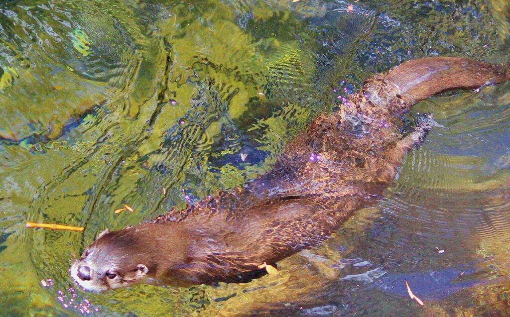 Otter