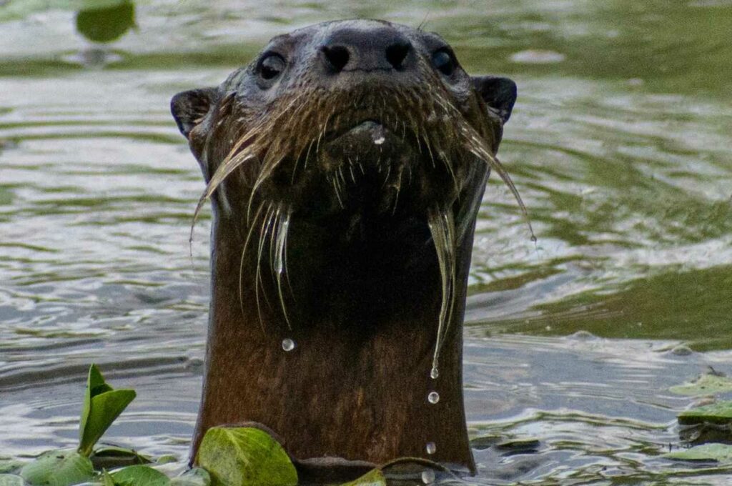 カワウソ