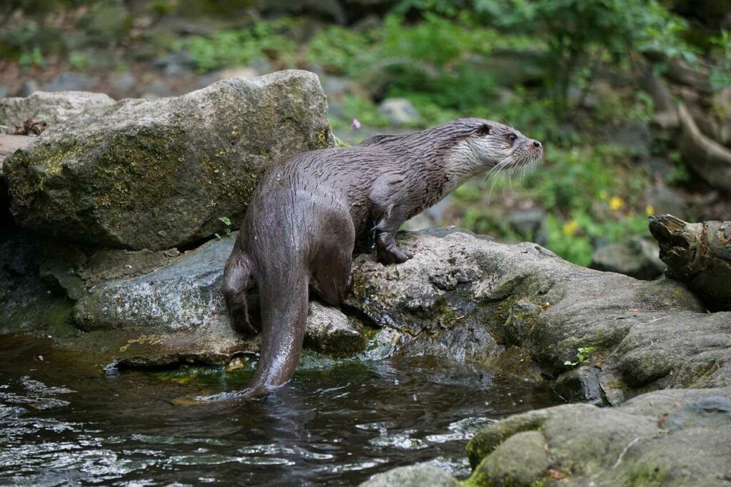 カワウソ