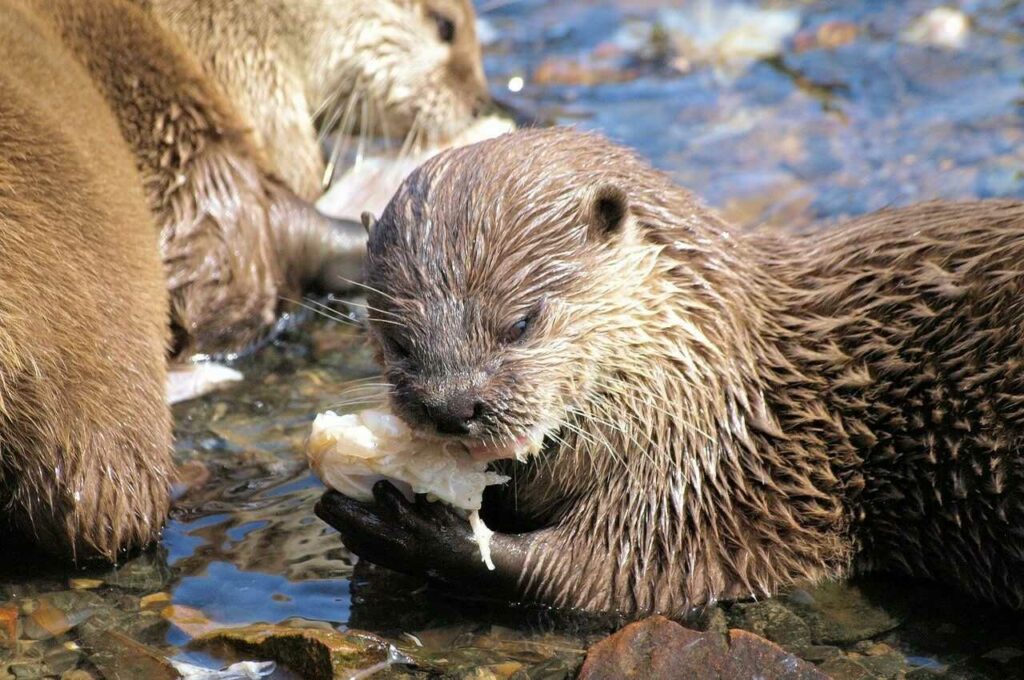 Otter