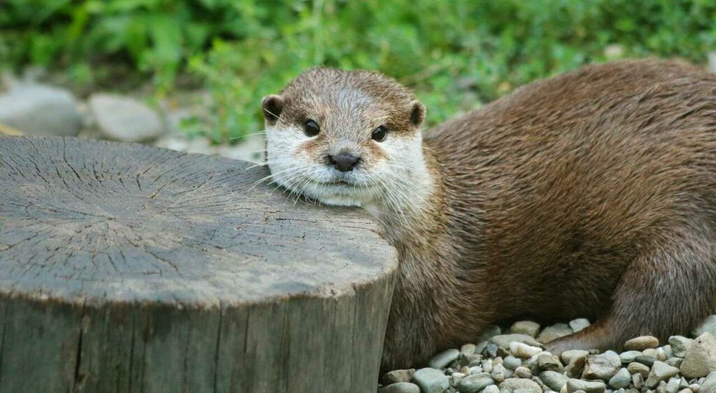 Otter