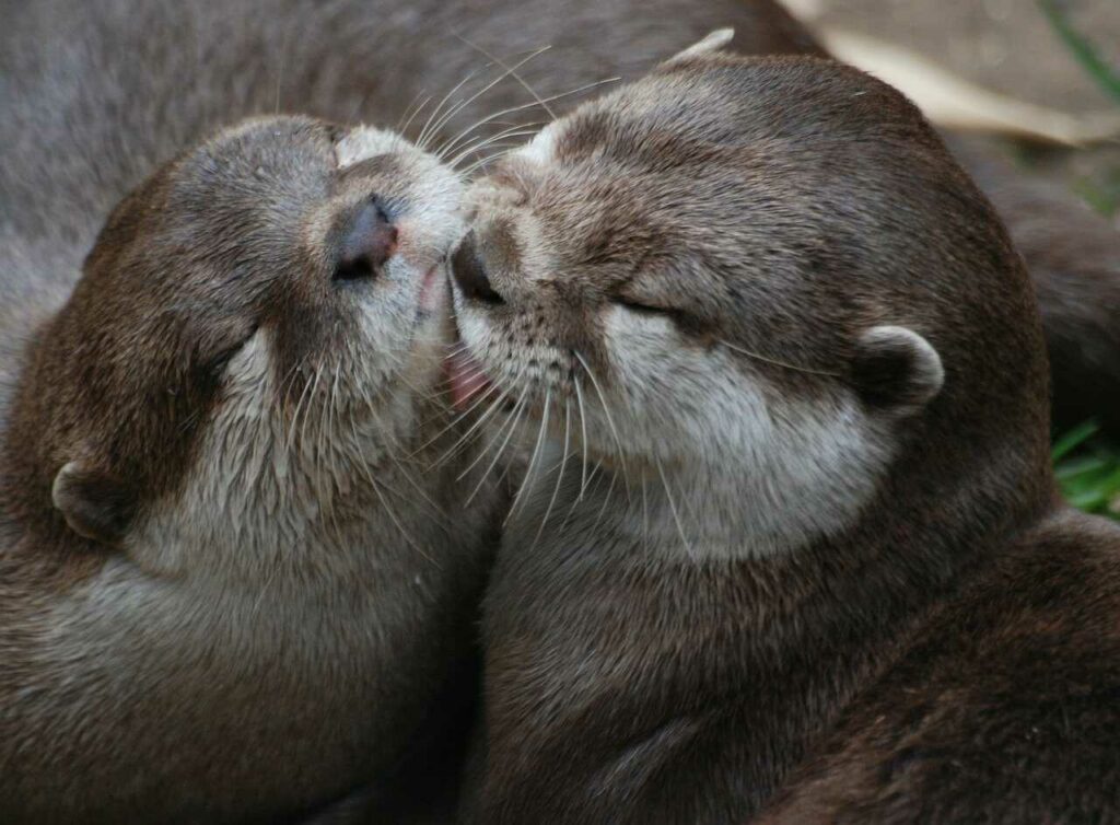 Otter