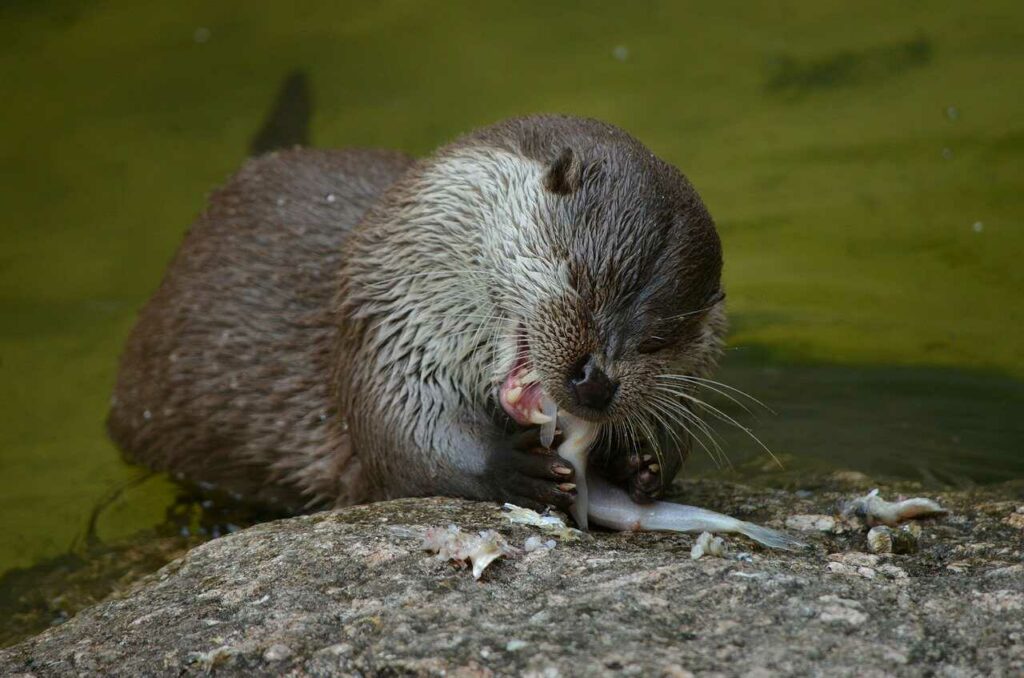 Otter