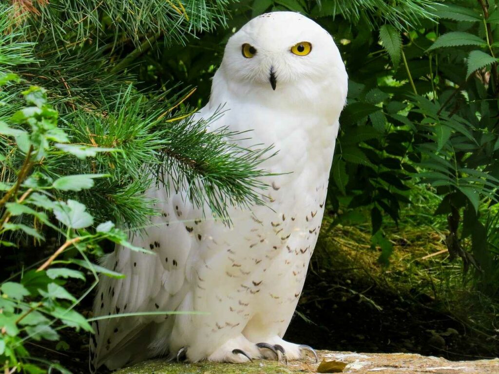 Owl