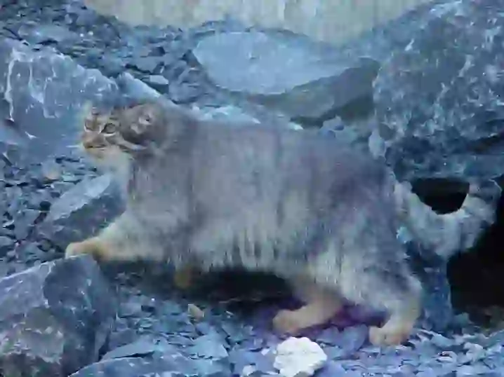 Pallas's Cat