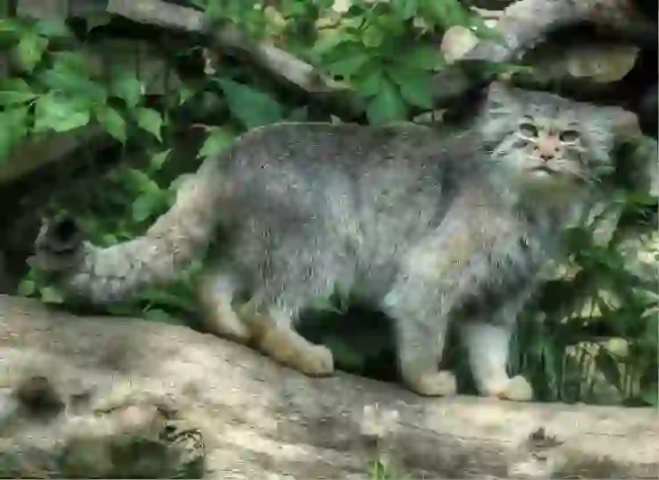 Pallas's Cat