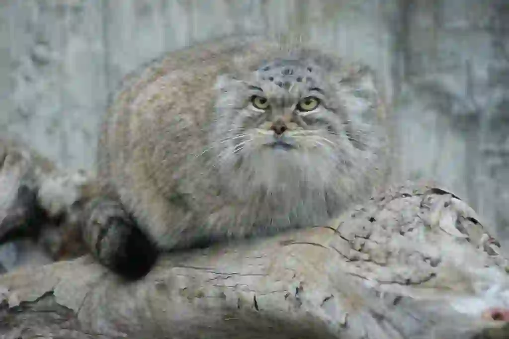 Pallas's Cat