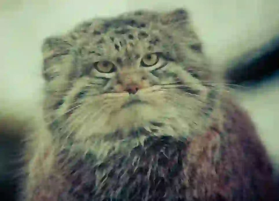 Pallas's Cat