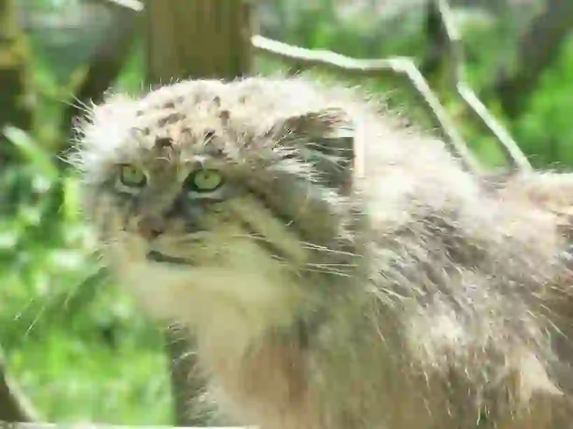 Pallas's Cat