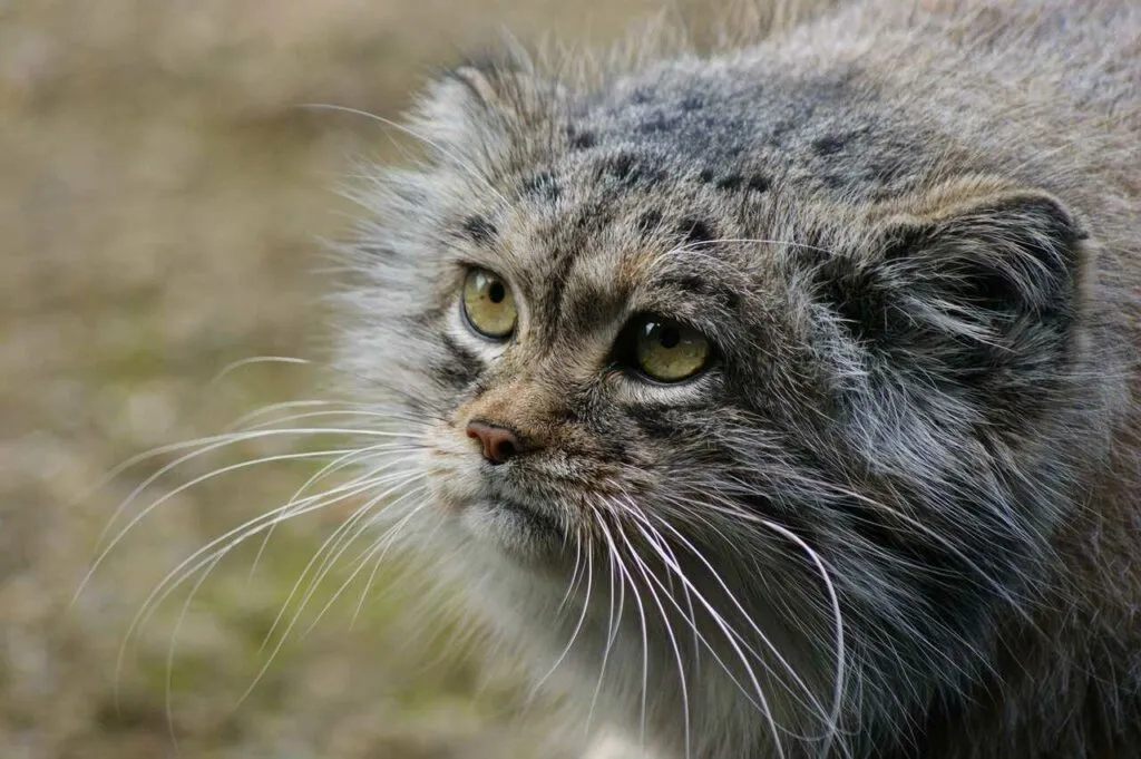 Pallas's Cat