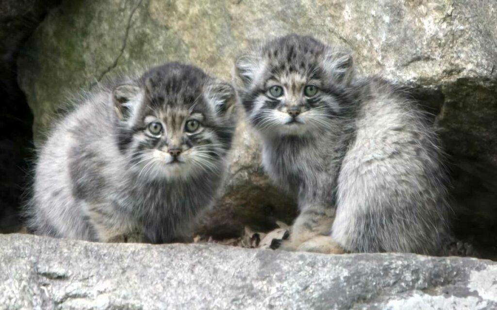 Pallas's Cat