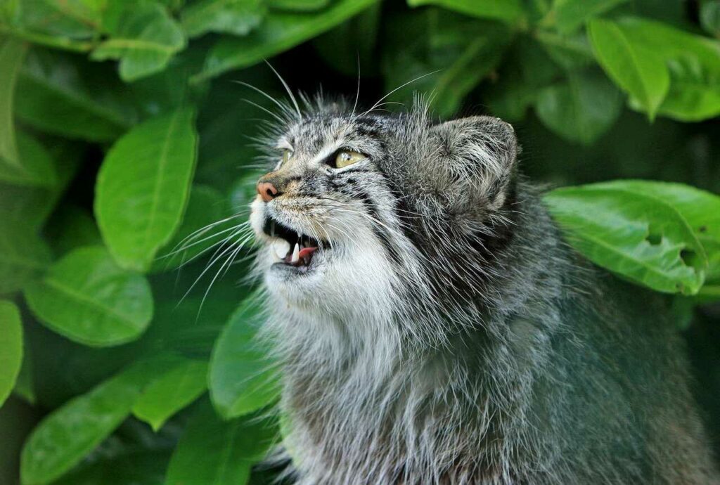 Pallas's Cat