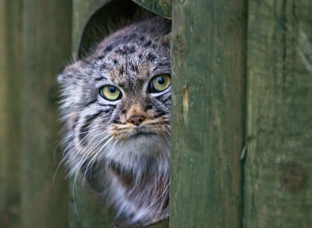 Pallas's Cat