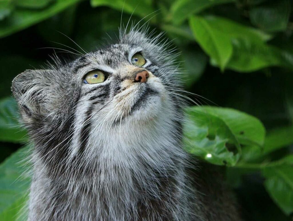 Pallas's Cat