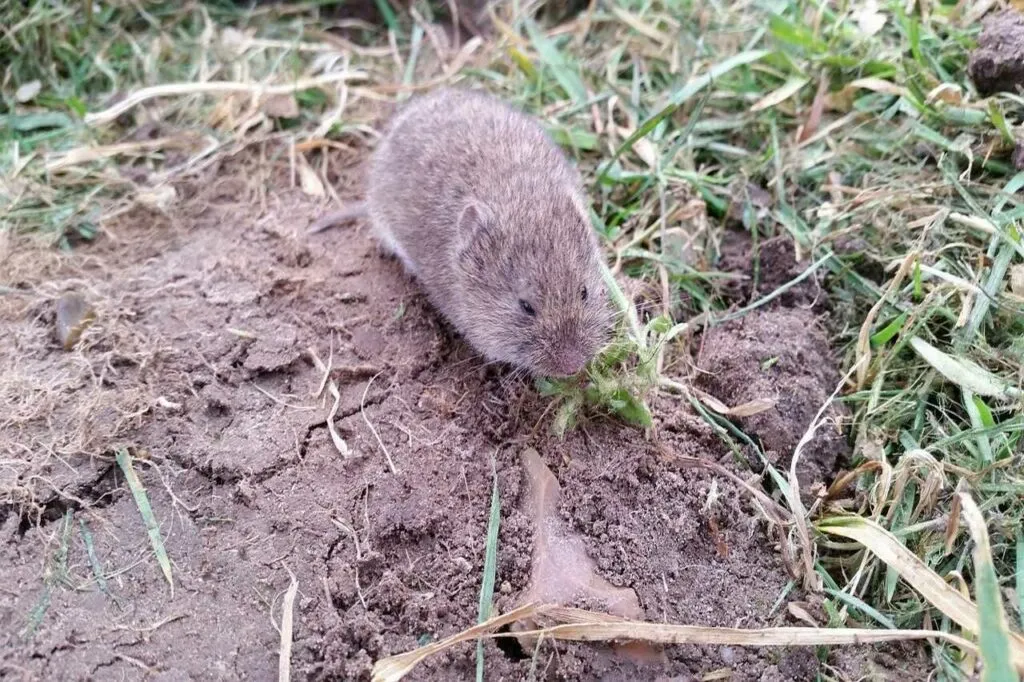 ハタネズミ