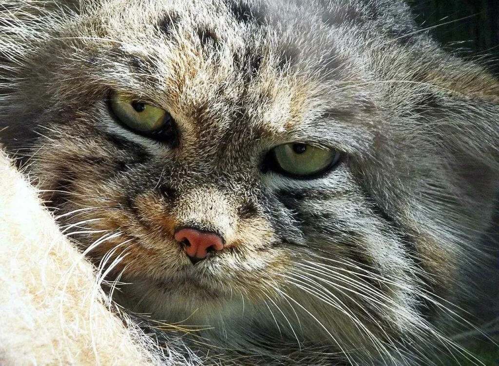 Pallas's Cat