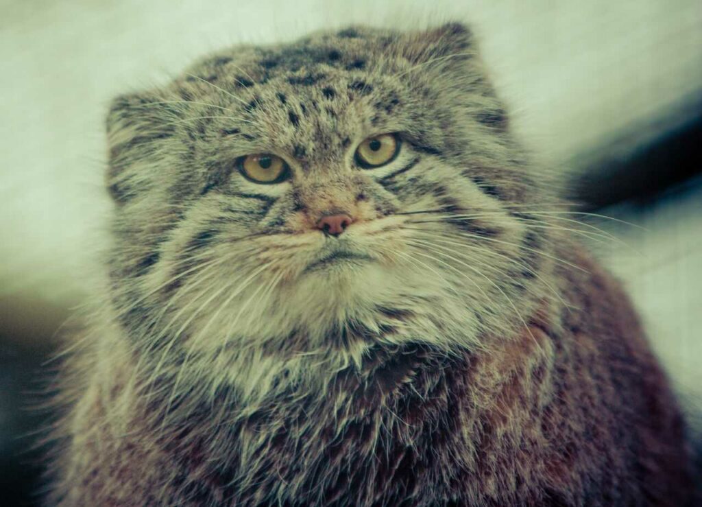 Pallas's Cat