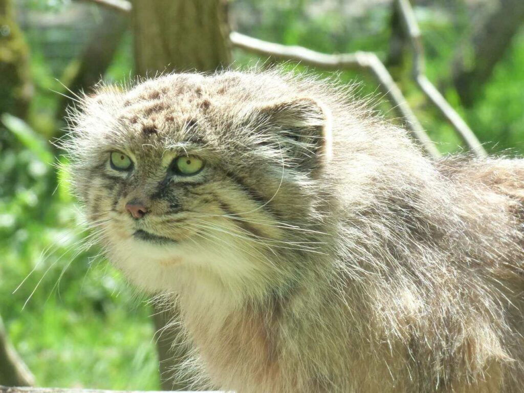 Pallas's Cat