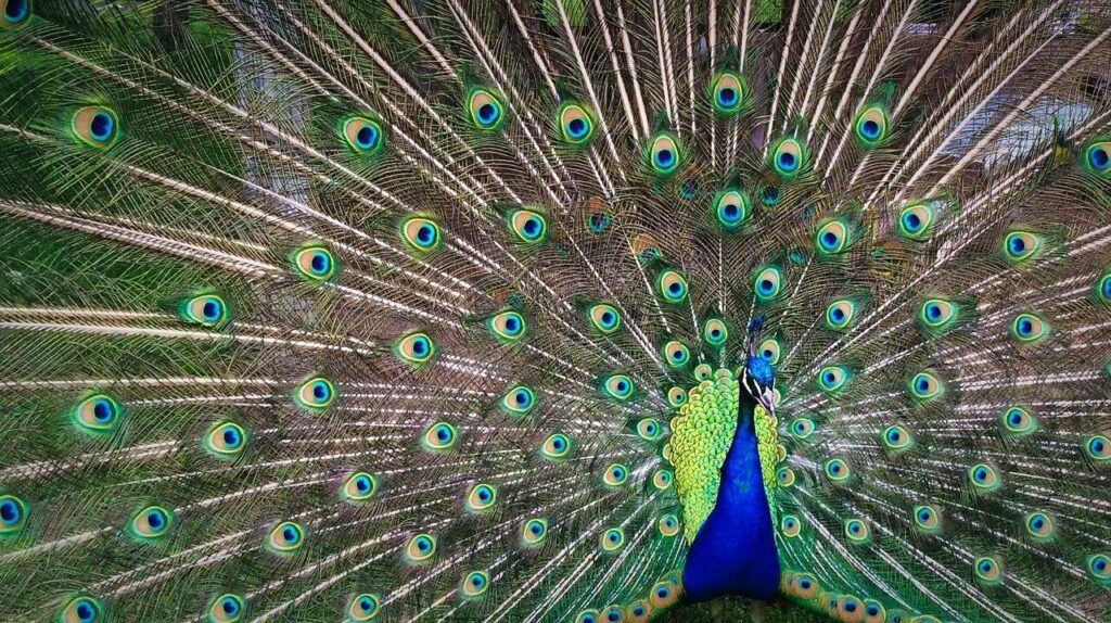 Peafowl