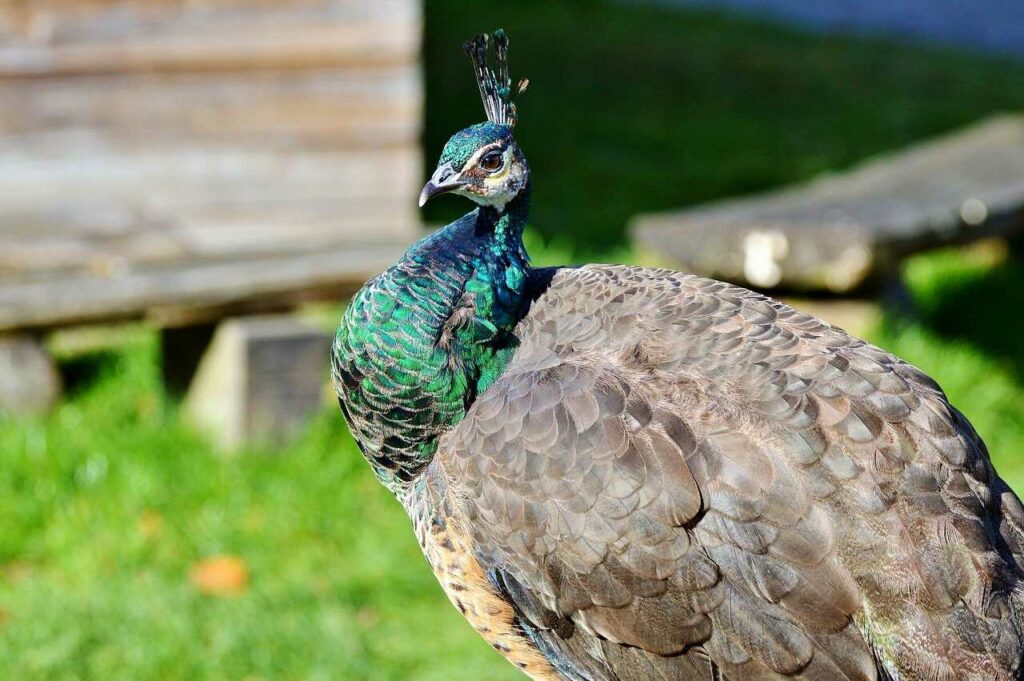 Peafowl