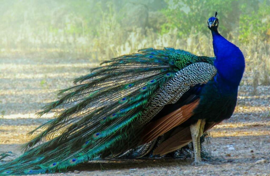 Peafowl