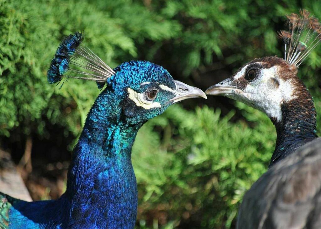 Peafowl