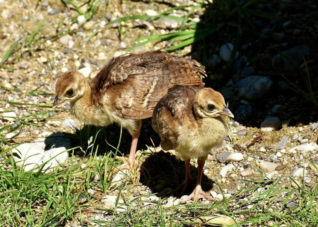 Peafowl