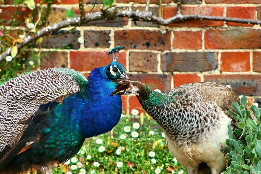 Peafowl