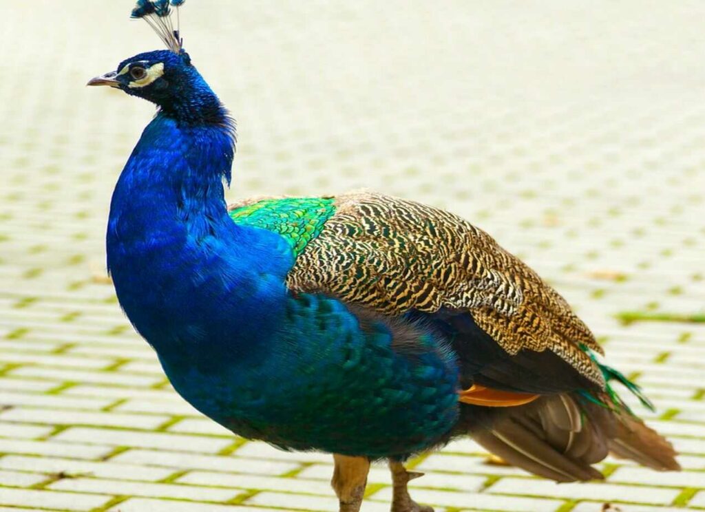 Peafowl