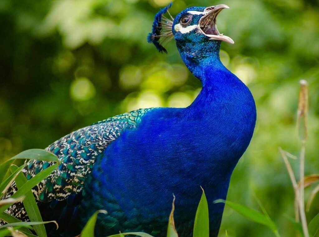 Peafowl