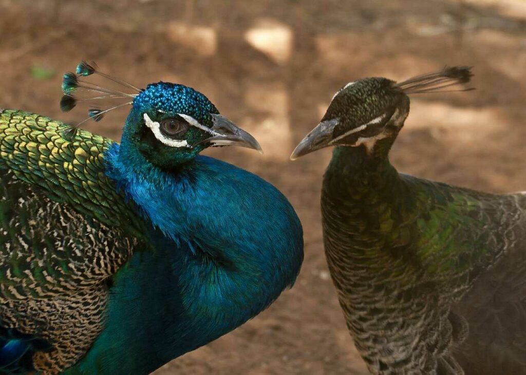 Peafowl