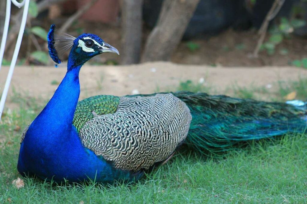 Peafowl