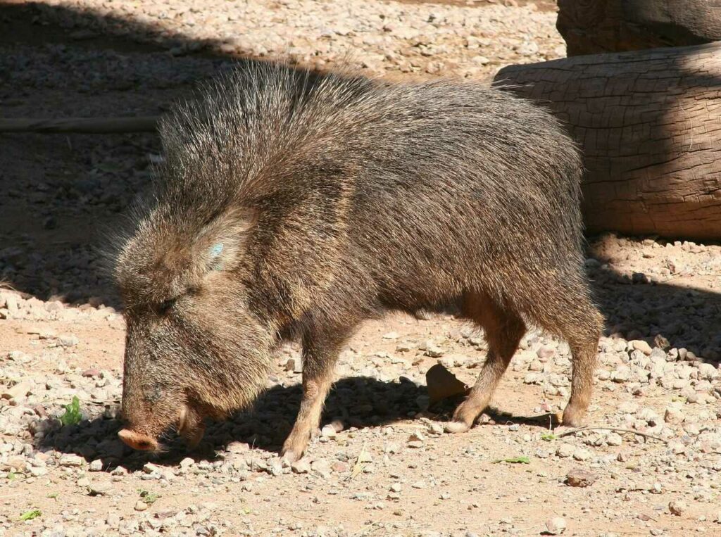 Peccary