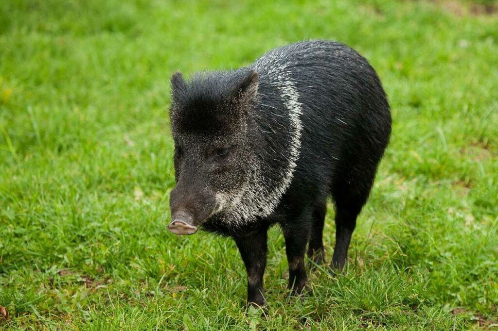 Peccary