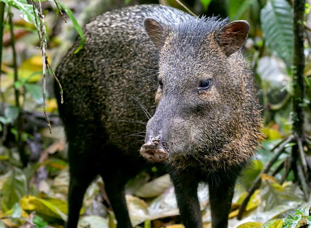 Peccary