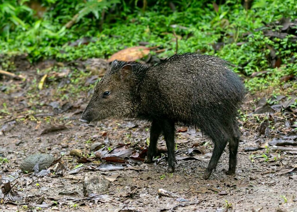 Peccary