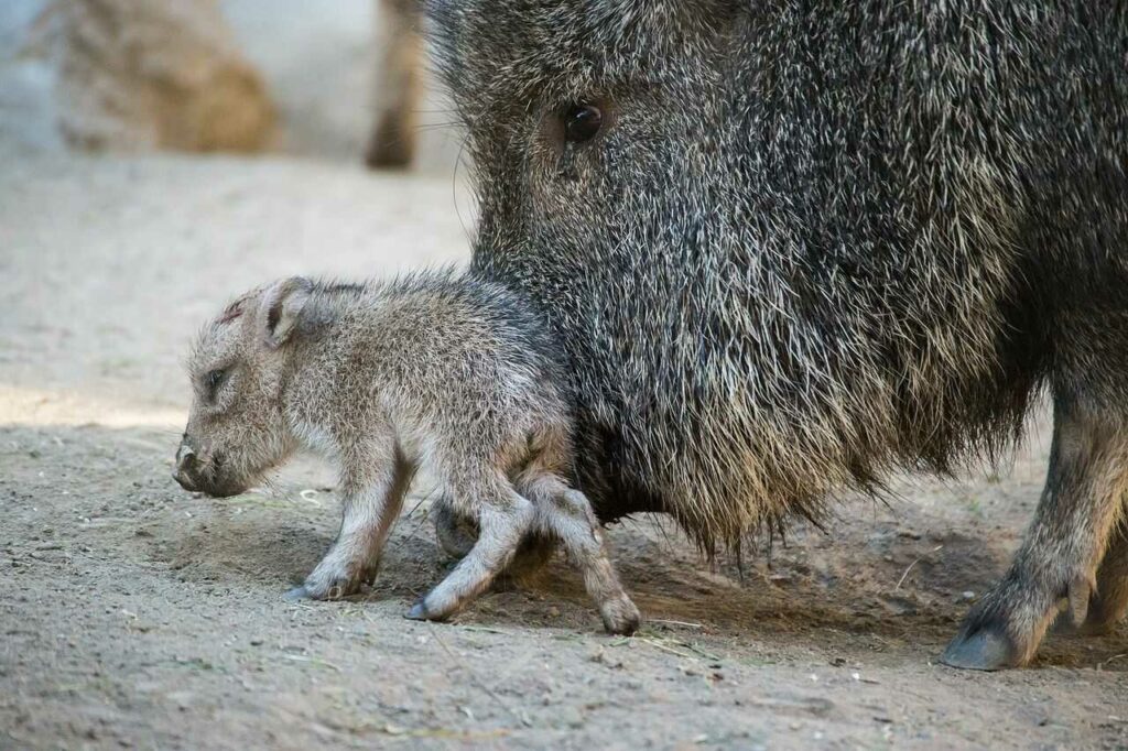 Peccary