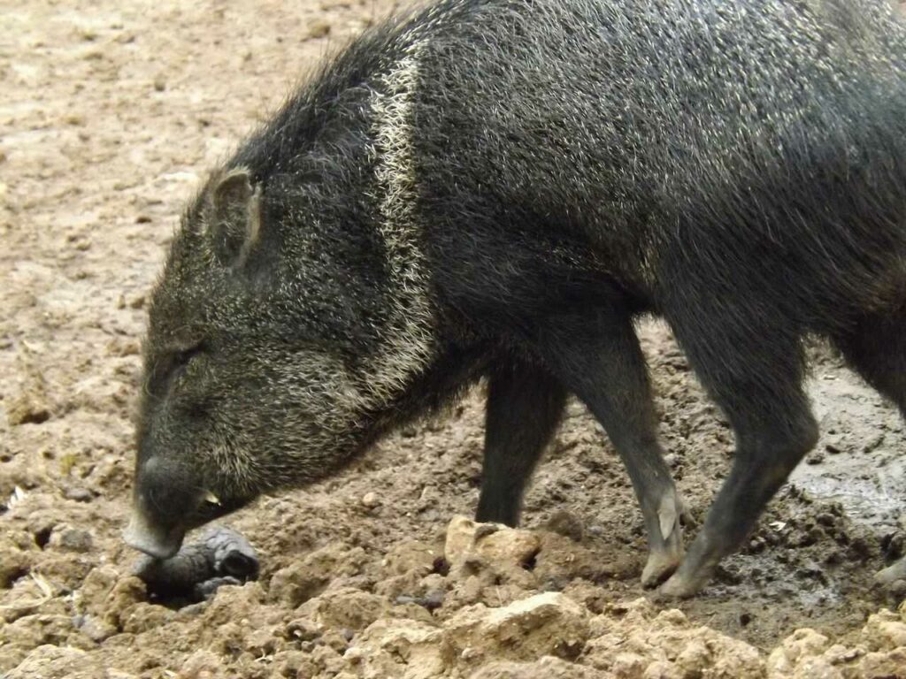 Peccary