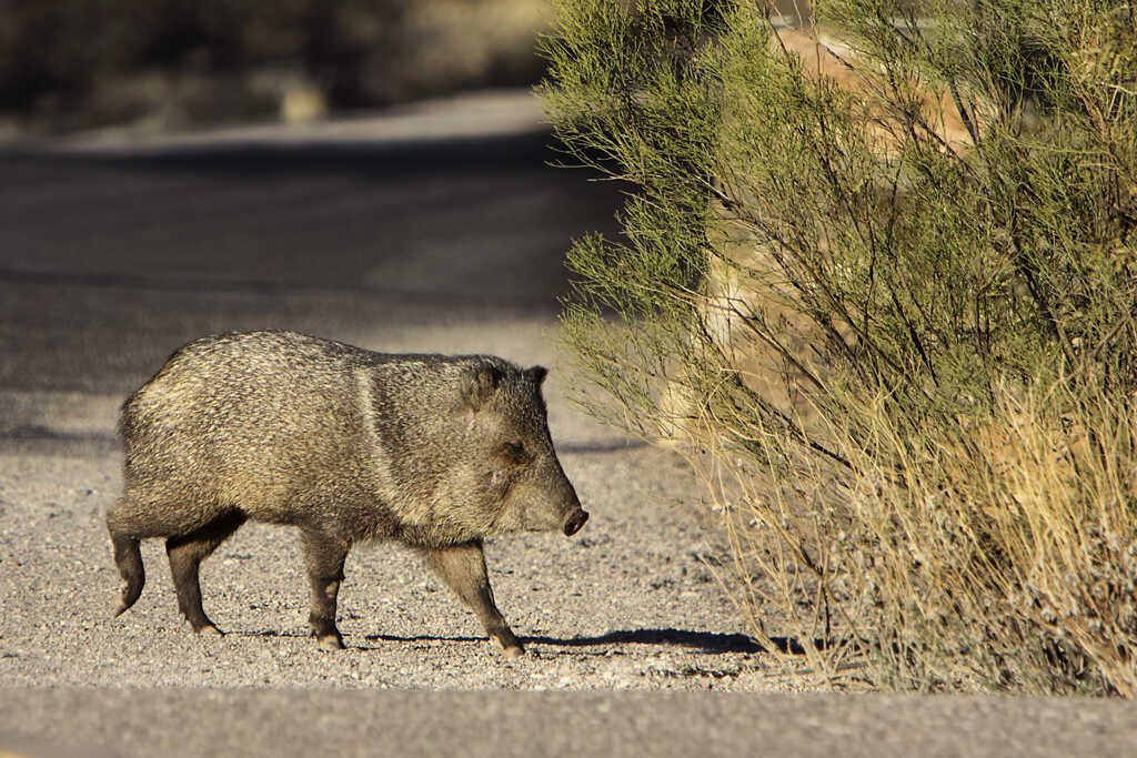 Peccary